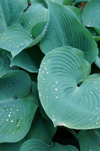 Хоста Біг Дедді|Hosta ’Big Daddy’|Хоста Биг Дедди